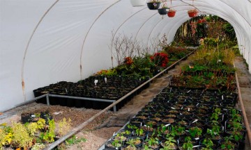 Vivero en  Herbario y el Jardín Botánico de la BUAP