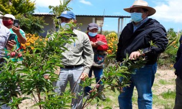 Ayuntamiento de Puebla capacita sobre la importancia y el manejo del nogal 