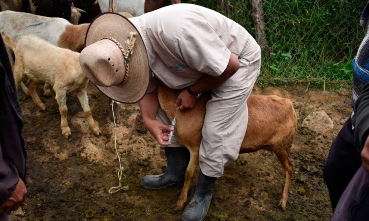 Ayuntamiento de Puebla capacita a ganaderos en uso de desparasitantes 