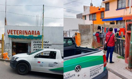 Tras la muerte de un lomito lesionado con pirotecnia en Puebla, Secretaría de Medio Ambiente denunció los hechos