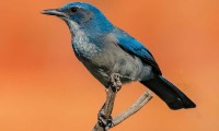 Ayuntamiento de Puebla realiza registro visual de aves en parques municipales
