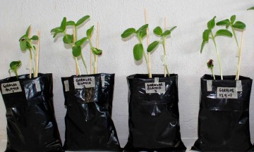 Con bacterias promotoras de crecimiento vegetal, investigadores BUAP estabilizan concentraciones de metales pesados en suelos