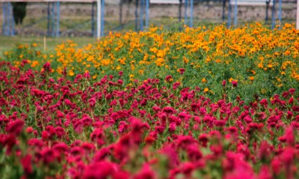 Después del mal año pasado, comienza de nuevo la recolección de flor de cempasúchil en Atlixco 