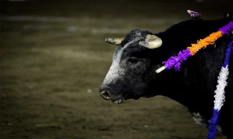 Aprueban prohibir corridas de toros en CDMX; ¿Y en Puebla, para cuándo?