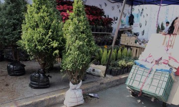 ¿No sabes qué hacer con tu árbol de navidad? Checa esta alternativa del Ayuntamiento de Puebla en conjunto con AFRICAM SAFARI