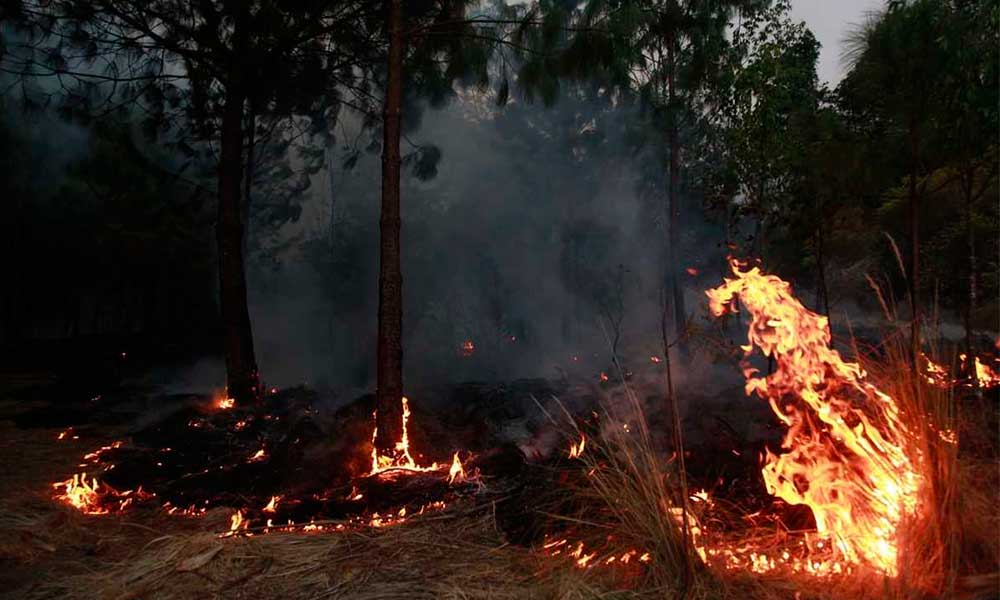 Más de 7 mil hectáreas en Puebla resultaron dañadas por incendios forestales en 2021