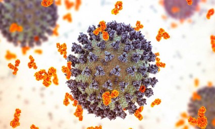Estudian molécula del organismo humano que bloquea todas las variantes del coronavirus