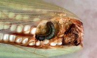 Desarrolla la BUAP métodos de control de plagas de insectos en maíz