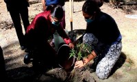 Secretaría de Medio Ambiente lleva a cabo jornada de sustitución de árboles en el Parque de la Madre