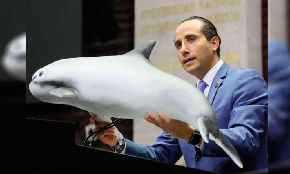 Exige Mario Riestra al Gobierno Federal proteger a la vaquita marina