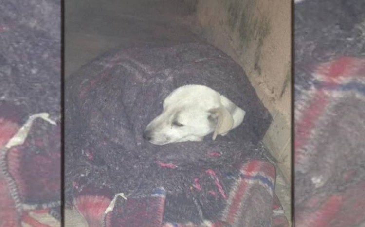 Asesinan a perrito callejero a balazos en Izúcar