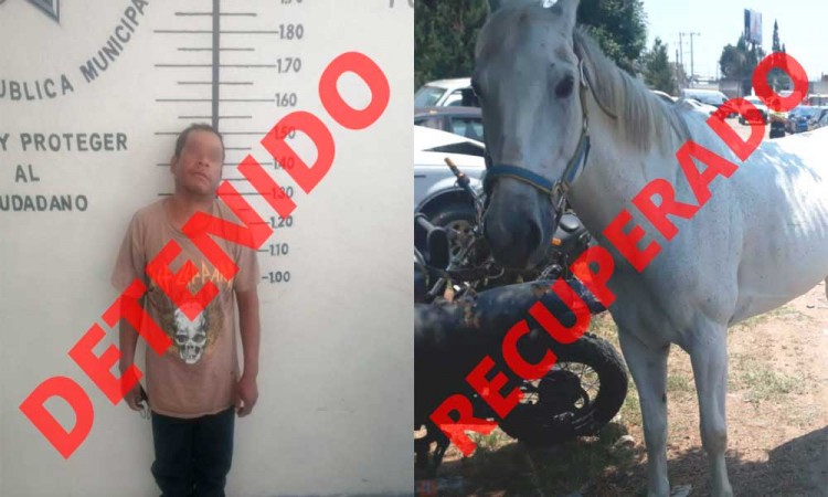 Policía de San Pedro Cholula recupera caballo robado y detienen al presunto ladrón
