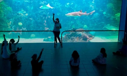 Retiran fideicomiso al Acuario de Veracruz