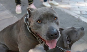 En Puebla se realiza la primera sanción por maltrato animal