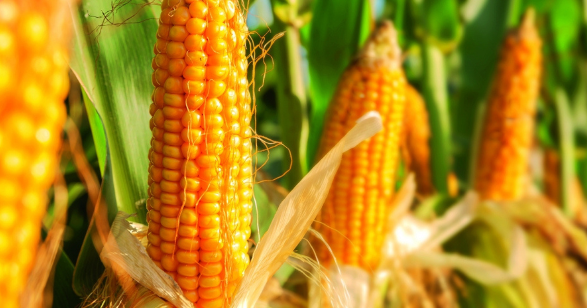 El Conacyt avanza en las investigaciones que mandata el Decreto para la sustitución del glifosato y el maíz transgénico