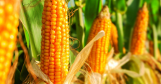 Conacyt sigue con investigación de la sustitución de maíz transgénico