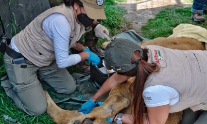 Llegan a Puebla leones y jaguares rescatados del refugio “Black Jaguar White Tiger”