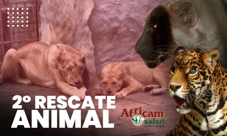 Africam Safari realiza un segundo rescate en Black Jaguar White Tiger