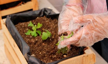 Ofrece Ayuntamiento de Puebla talleres de agricultura urbana