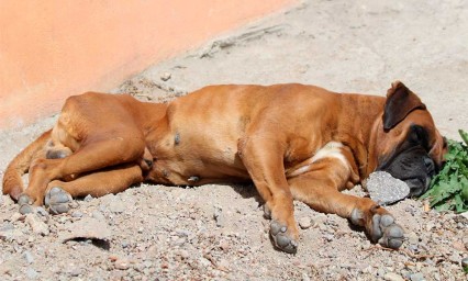 ¡Denuncia el maltrato animal en la ciudad de Puebla!