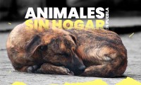 Puebla carece de cifras exactas sobre animales sin hogar