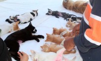 Esteriliza Ayuntamiento a casi 4 mil gatos de familias poblanas