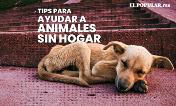 Tips para cuidar a un animalito en situación de calle