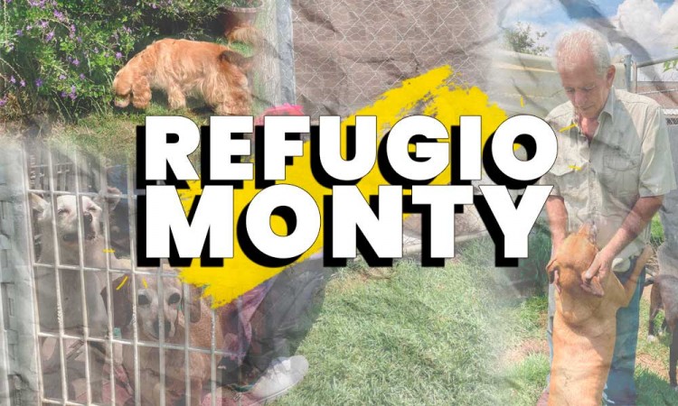 Día a día en un refugio de perritos: El Refugio de Monty