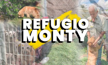 Día a día en un refugio de perritos: El Refugio de Monty