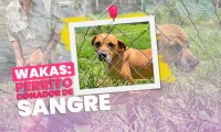 Conoce a Wakas: un lomito donador de sangre