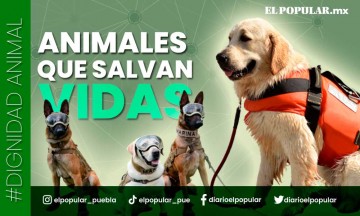 Los animales que han logrado salvar la vida humana