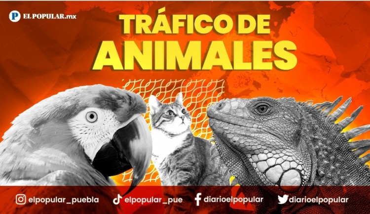 ¿Cómo se castiga la venta de animales ilegales en México? 