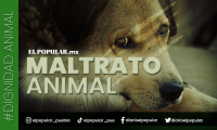 Puebla: segundo lugar en maltrato animal