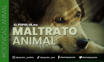 Puebla: segundo lugar en maltrato animal