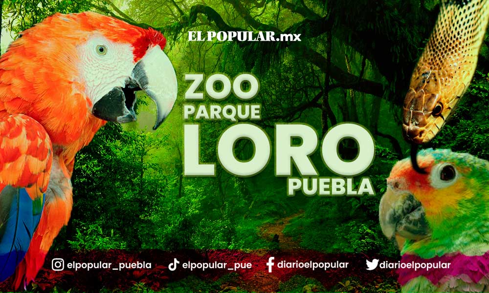 Zoo Parque Loro: 31 años protegiendo especies en Puebla