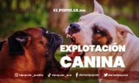 Explotación canina, un mal latente en Puebla