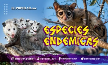 Animales Endémicos