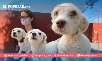 Esterilización de perritos en Cholula