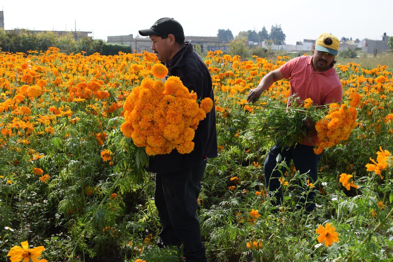 Cosecha de flores de cempasúchil se prepara en San Pedro Cholula