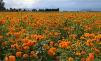 Cosecha de flores de cempasúchil se prepara en San Pedro Cholula