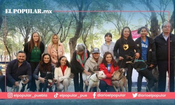 Esterilizan a más de 3 mil perritos y gatitos