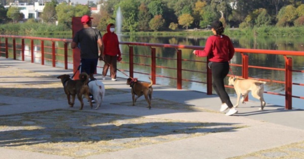 Ofrecen adiestramiento canino gratuito en Puebla
