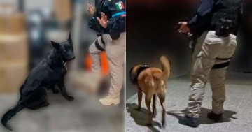 Perritos policías detectan marihuana en central camionera de Puebla