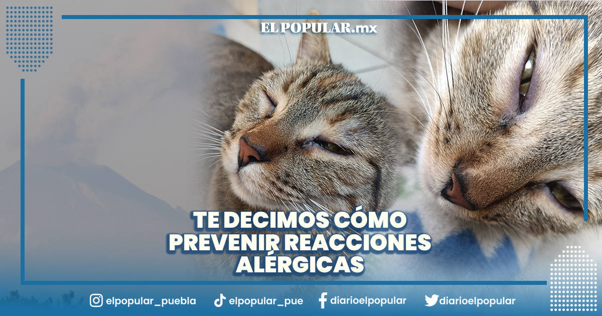 Perros y gatos también requieren protección ante caída de ceniza en Puebla