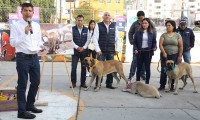 Ayuntamiento de Puebla rescató 11 ‘lomitos’ y los rehabilitó para su adopción