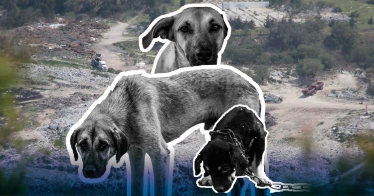 Ayuntamiento ayudará a rescatar cien perros que se ubican en el Relleno Sanitario