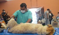 Ayuntamiento de Esperanza realiza “Jornada de esterilización gratuita” a perros y gatos