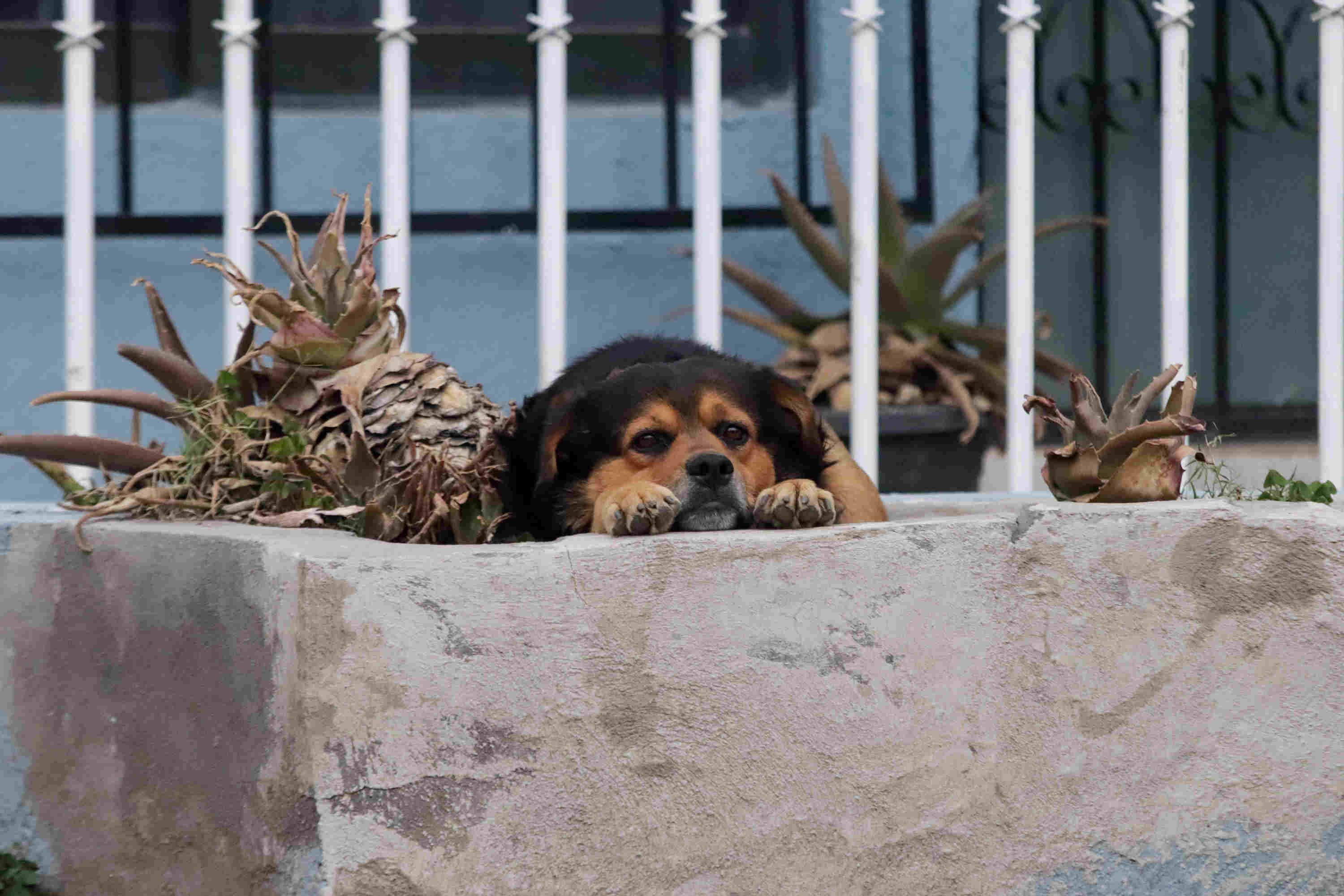 En México existen casi 23 millones de perros y gatos en situación de calle, en Puebla, es más de un millón