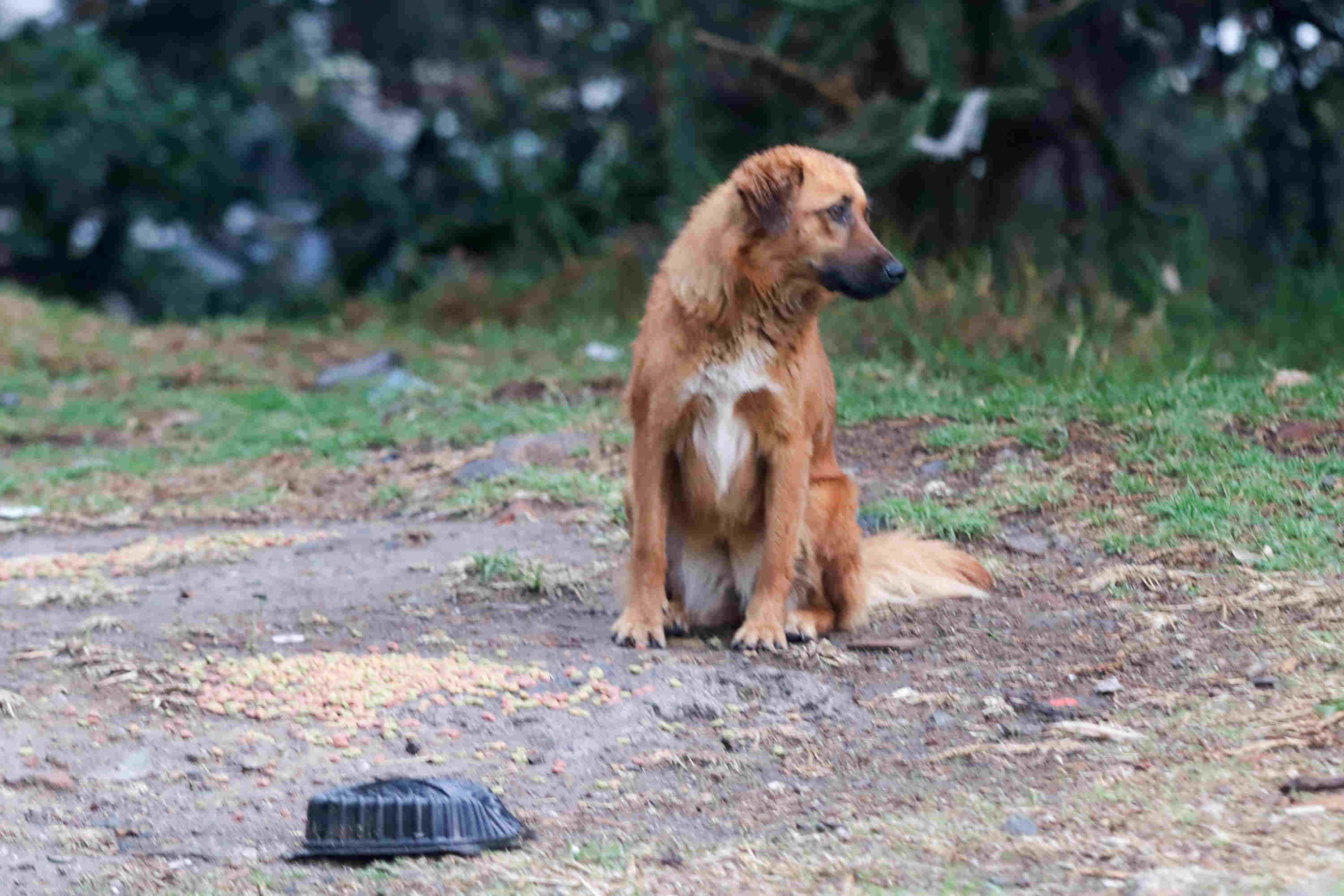 En Puebla existen un millón de perros y gatos en situación de calle