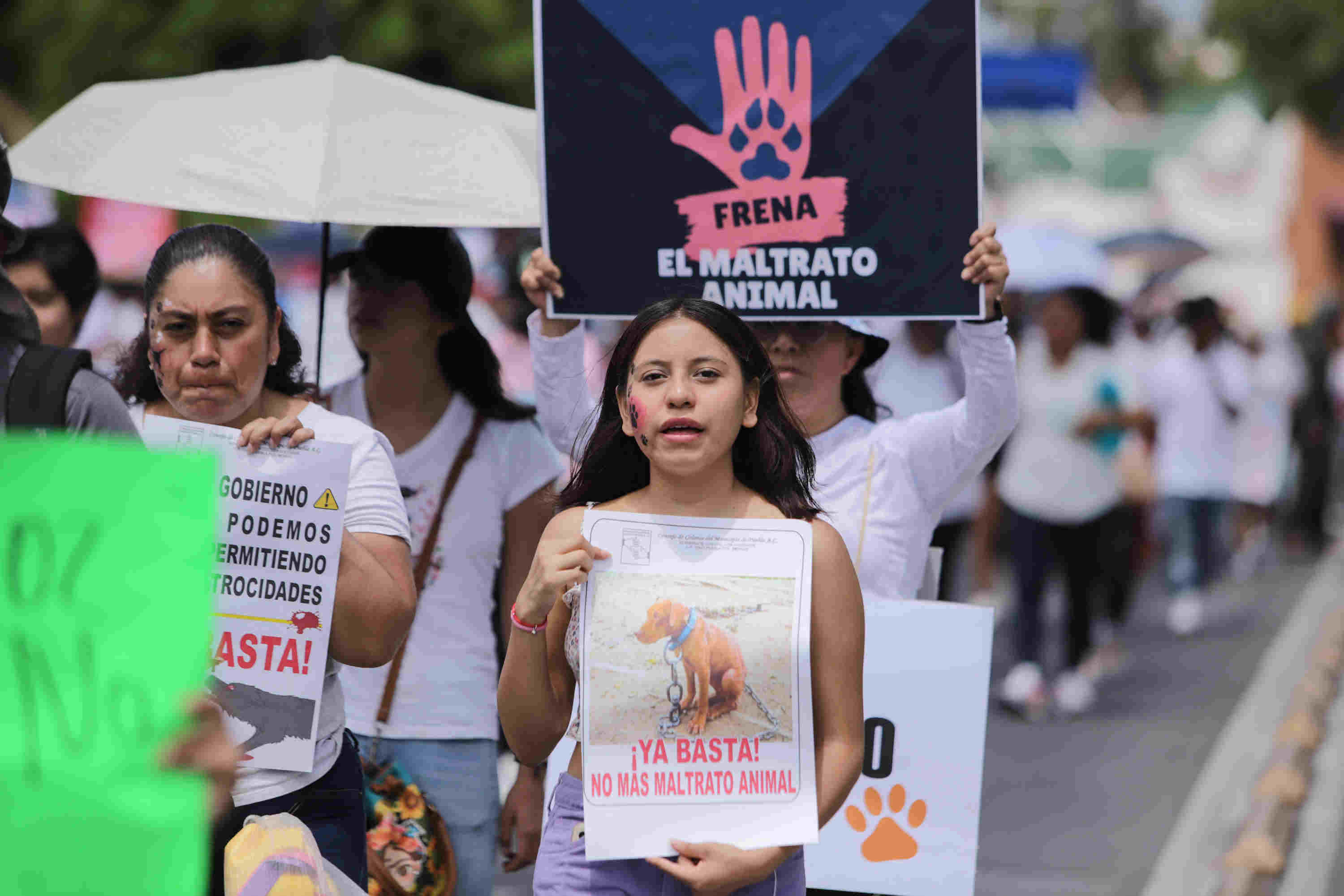 En las últimas semanas se han registrado casos de violencia animal en la entidad poblana, lo que ha generado el disgusto de colectivos animalistas y ciudadanos 